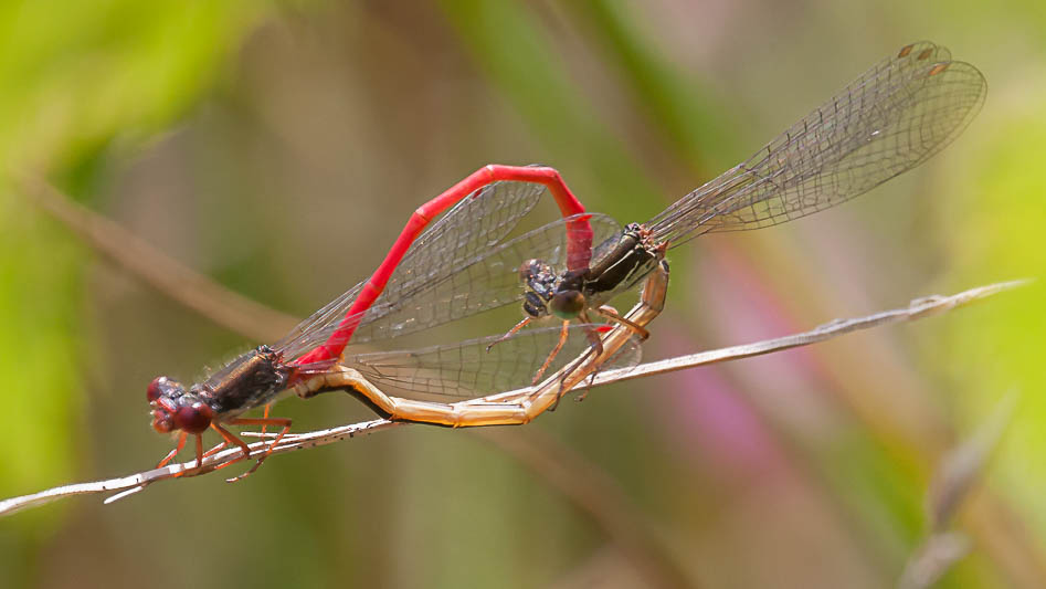 Ceriagrion tenellum in cop-.jpg